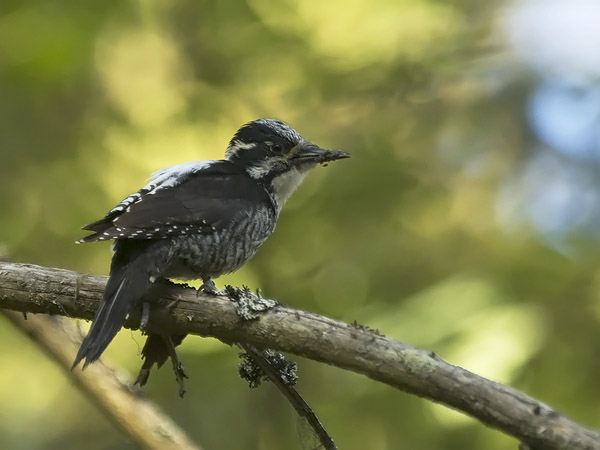 Pohjantikka, Three-toed Woodpecker, Picoides tridactylus